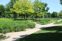 Concrete paths diverge through a park with lush green grass, flowering plants, and mature trees under a clear blue sky.