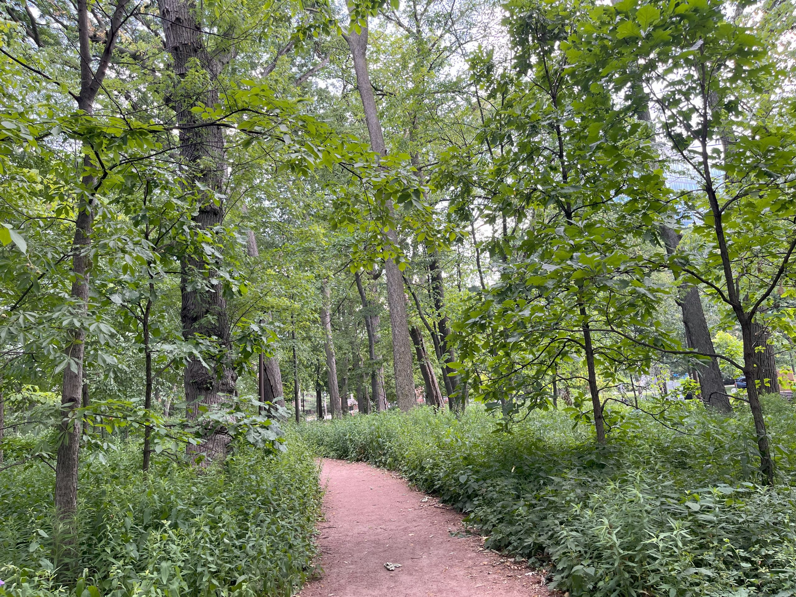 A winding dirt path through a lush green forest at Austin Gardens.