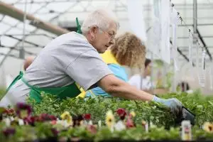 Elderly person in green apron tending to plants in a greenhouse.