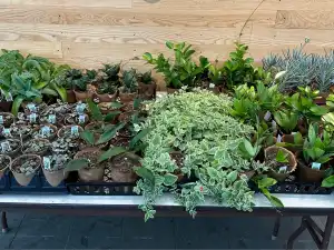 A variety of potted houseplants, including succulents and trailing plants, displayed on a table.