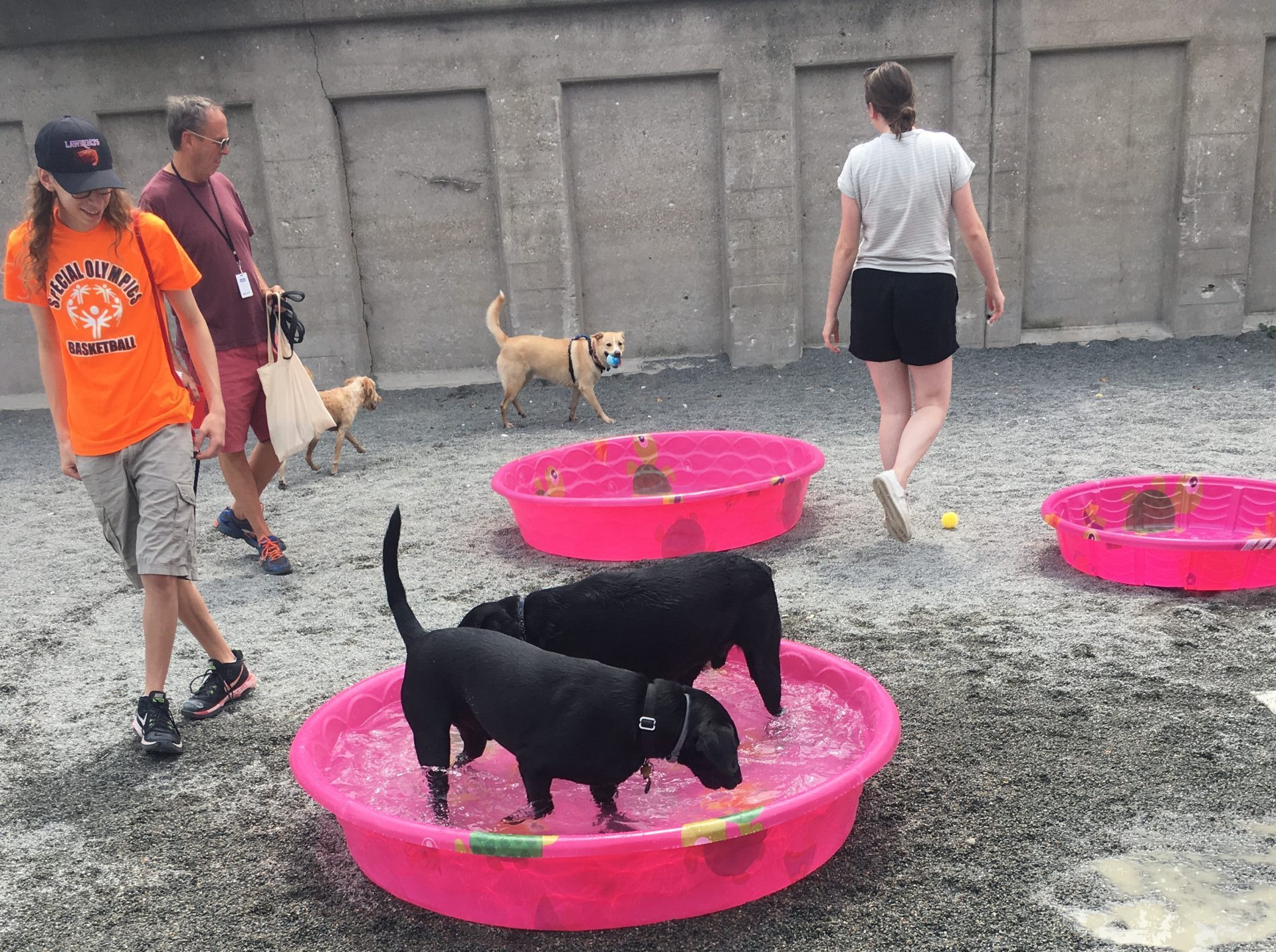 Two black dogs cool off in pink kiddie pools at a dog park, while people and other dogs are visible in the background.