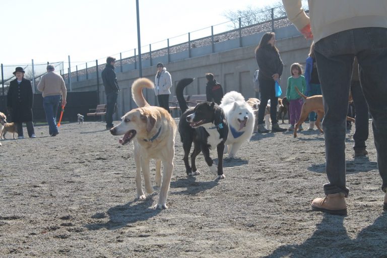 Several dogs and people at an outdoor dog park on a sunny day.