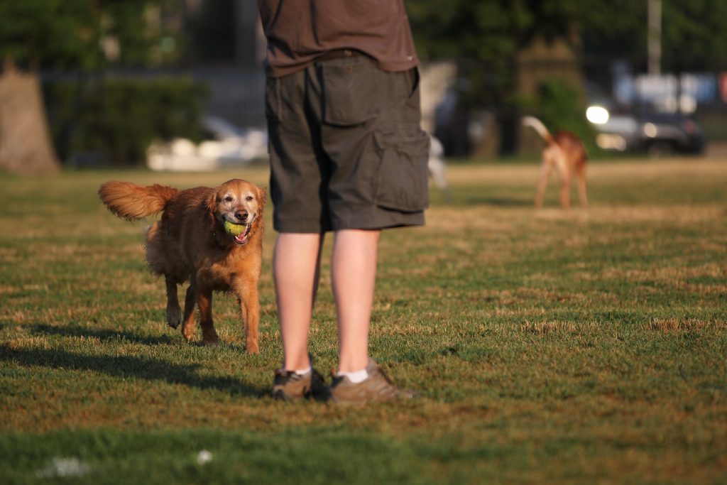A golden retriever dog runs with a yellow ball in its mouth towards a person in a park.