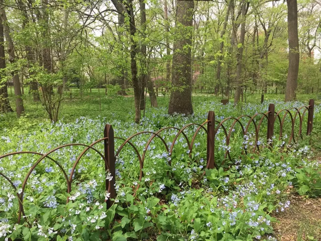 A rustic, low metal fence with arched sections borders a field of bluebells and lush green foliage in a wooded area.