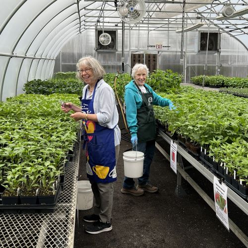 two women stand between rows of plants in a greenhouse holding buckets and wearing aprons
